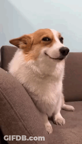 Brown And White Dog Sitting On Couch GIF