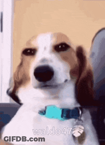 Brown And White Dog Sitting On Couch GIF