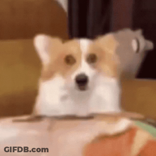 Brown And White Dog Sitting On Couch GIF