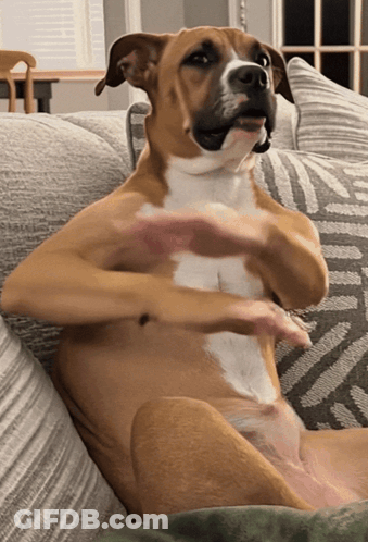 Brown And White Dog Sitting On Couch GIF