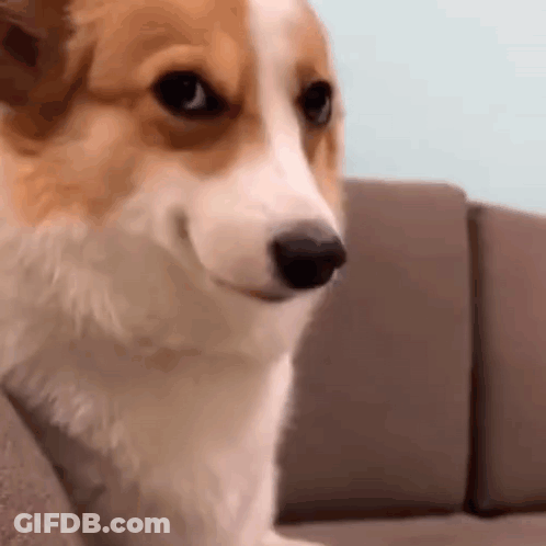 Brown And White Dog Sitting On Couch GIF