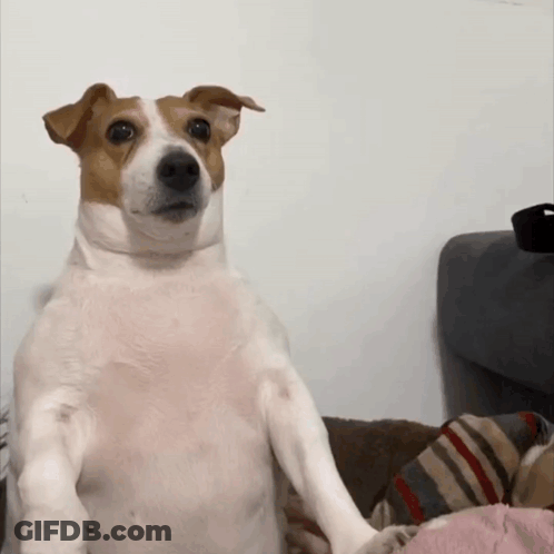 Brown And White Dog Sitting On Couch Looking At Camera GIF
