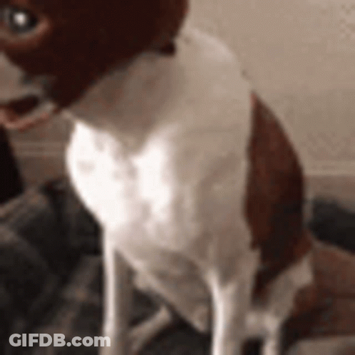 Brown And White Dog Sitting On Couch Looking At Camera GIF