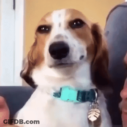 Brown And White Dog Sitting On Couch Looking At Camera GIF