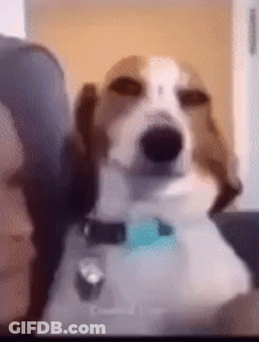 Brown And White Dog Sitting On Couch Looking At Camera GIF