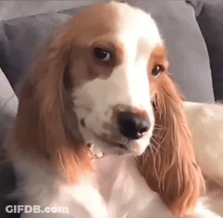 Brown And White Dog Sitting On Couch Looking At Camera GIF
