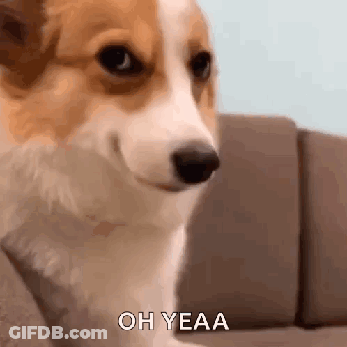 Brown And White Dog Sitting On Couch Saying Oh Yea GIF