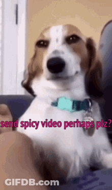 Brown And White Dog Sitting On Couch Saying Send Spicy Video Perhaps Plz GIF