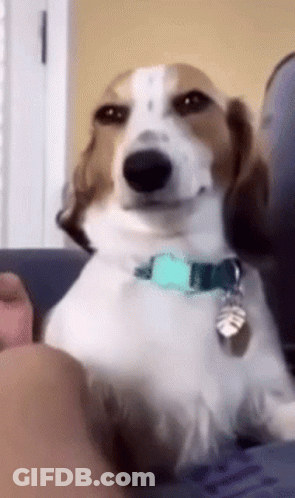 Brown And White Dog Sitting On Couch GIF