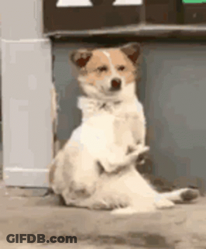 Brown And White Dog Sitting On Hind Legs GIF