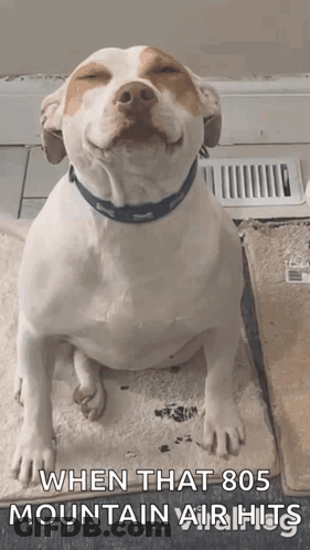 Brown And White Dog Sitting Smiling GIF
