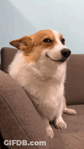Brown And White Dog Smiling On Couch GIF