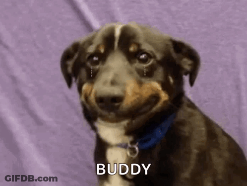 Brown And White Dog Smiling With Tears GIF