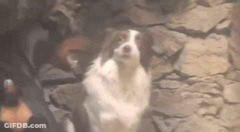 Brown And White Dog Standing By Rock Wall GIF