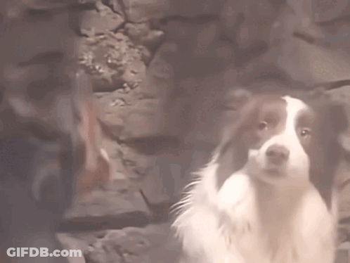 Brown And White Dog Standing By Rock Wall GIF