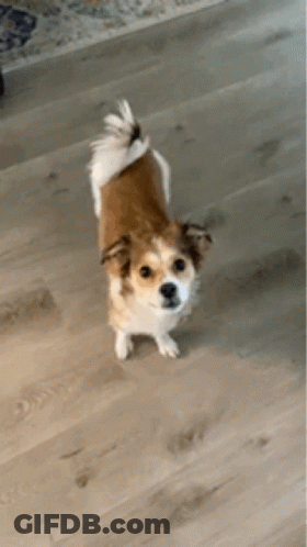 Brown And White Dog Standing GIF