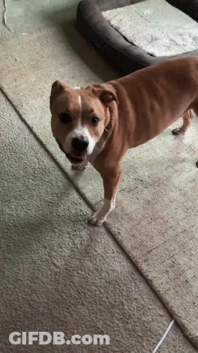 Brown And White Dog Standing On Carpet GIF