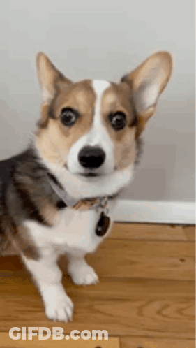 Brown And White Dog Standing On Hind Legs GIF