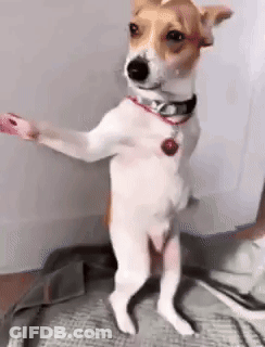 Brown And White Dog Standing On Hind Legs GIF