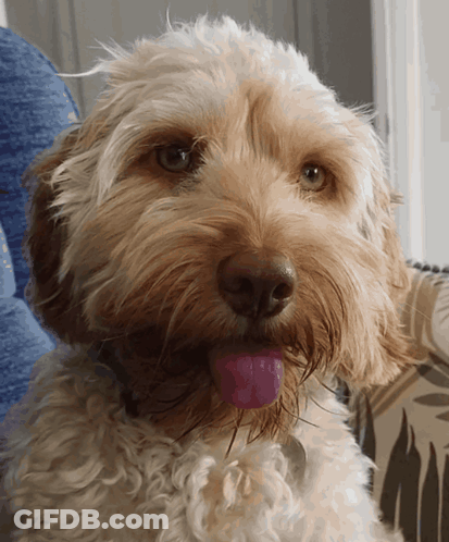 Brown And White Dog Sticking Out Tongue GIF