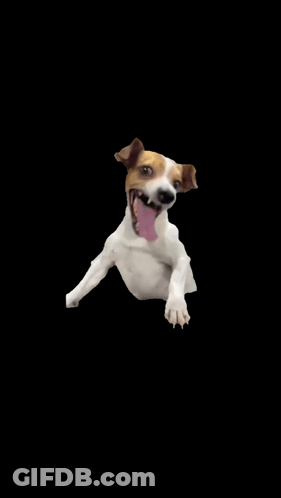 Brown And White Dog Tongue Out GIF