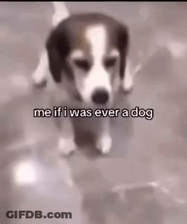 Brown And White Dog Walking Me If I Was Ever A Dog GIF