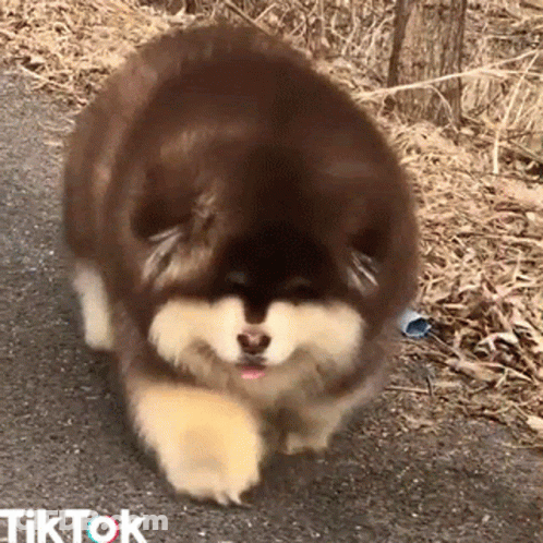 Brown And White Dog Walking On Road With TikTok GIF