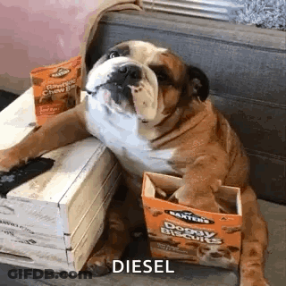 Brown And White Dog Walking On Treadmill Saying A GIF