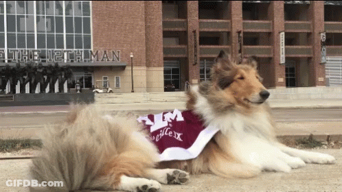 Brown And White Dog Wearing Um Shirt GIF