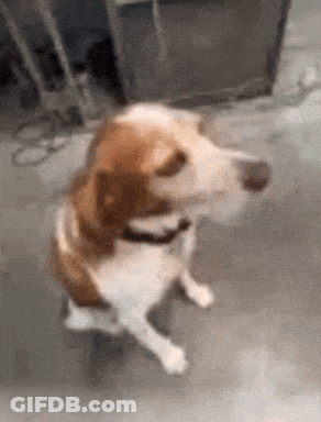 Brown And White Dog With Black Collar Sitting GIF