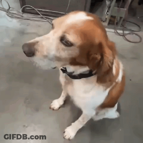 Brown And White Dog With Black Collar Sitting GIF