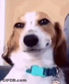 Brown And White Dog With Blue Collar GIF