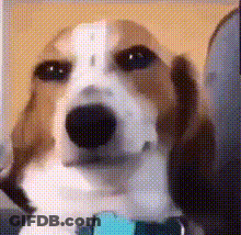 Brown And White Dog With Blue Collar GIF