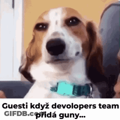 Brown And White Dog With Blue Collar Looking At Camera GIF