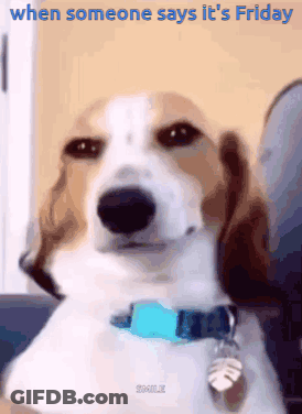 Brown And White Dog With Blue Collar On Couch GIF