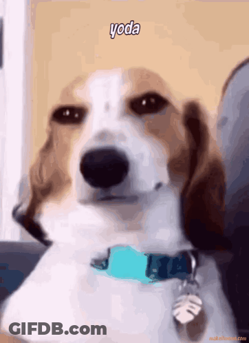 Brown And White Dog With Blue Collar Says Yoda GIF