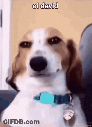 Brown And White Dog With Blue Collar Sitting On Couch Oi David GIF