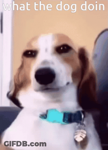 Brown And White Dog With Blue Collar What The Dog Doin GIF