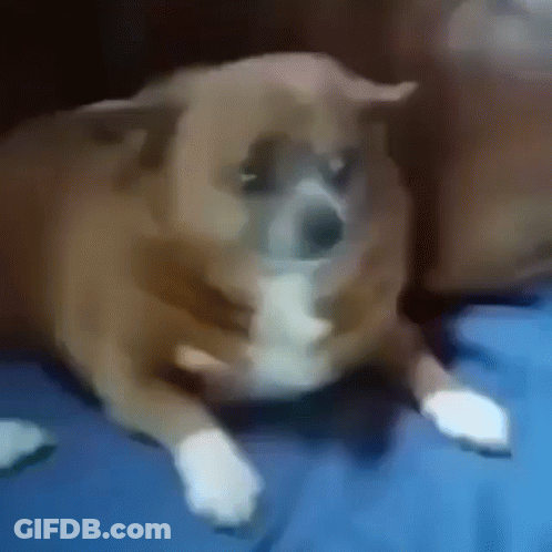 Brown And White Dog With Crossed Paws On Blue Blanket GIF