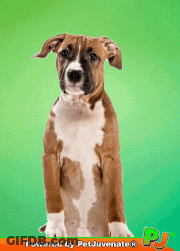 Brown And White Dog With Petjuvenate PJ GIF