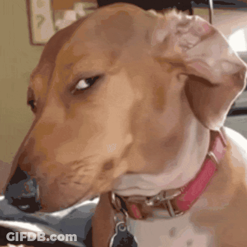 Brown And White Dog With Pink Collar GIF