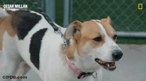 Brown And White Dog With Pink Collar Cesar Millan Better Human Better Dog GIF