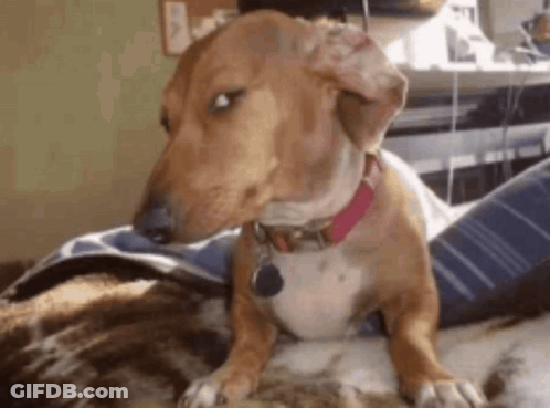Brown And White Dog With Pink Collar GIF