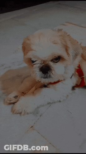 Brown And White Dog With Red Collar Laying GIF