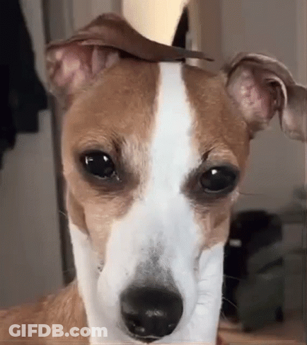 Brown And White Dog With Stick In Ear GIF