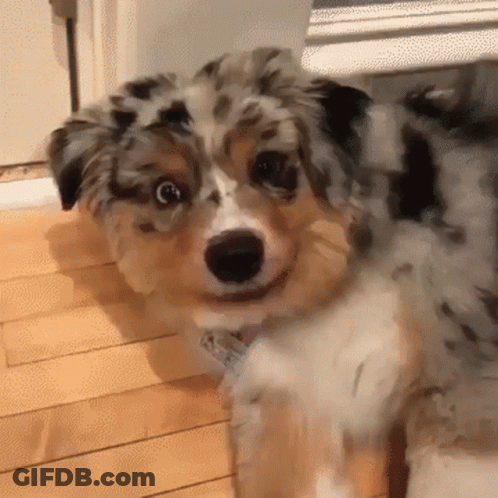 Brown And White Dog With Tag GIF