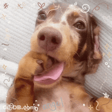 Brown And White Dog With Tongue Hanging Out Angel Written On Chest GIF