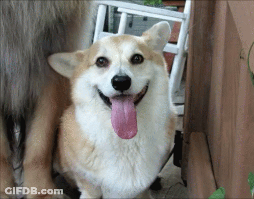 Brown And White Dog With Tongue Hanging Out GIF