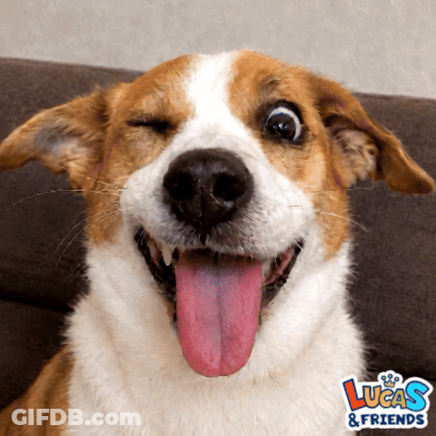 Brown And White Dog With Tongue Out Lucas & Friends Logo GIF