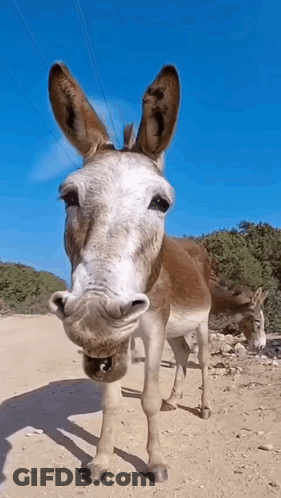 Brown And White Donkey Standing GIF